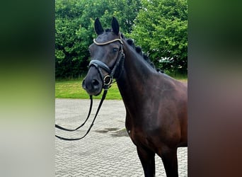 German Riding Pony, Gelding, 4 years, 14,1 hh, Black