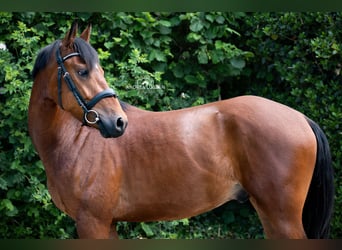 German Riding Pony, Gelding, 4 years, 14,1 hh, Brown