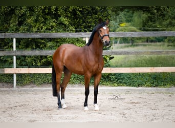 German Riding Pony, Gelding, 4 years, 14,1 hh, Brown