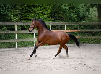 German Riding Pony, Gelding, 4 years, 14,1 hh, Brown