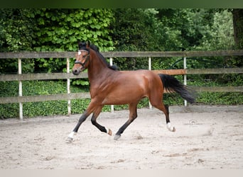 German Riding Pony, Gelding, 4 years, 14,1 hh, Brown
