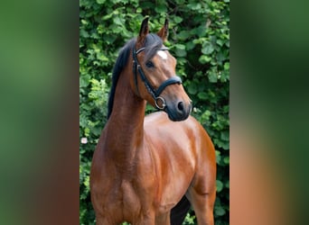 German Riding Pony, Gelding, 4 years, 14,1 hh, Brown