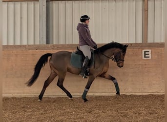 German Riding Pony, Gelding, 4 years, 14,1 hh, Brown