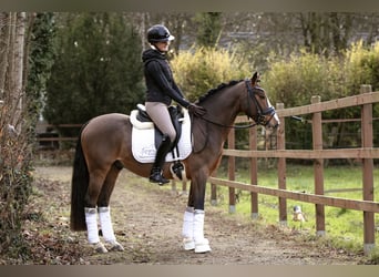 German Riding Pony, Gelding, 4 years, 14,1 hh, Brown