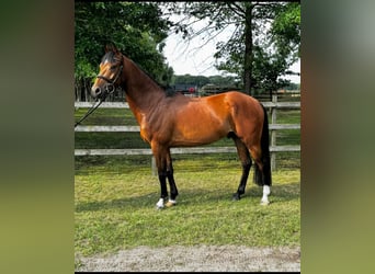 German Riding Pony, Gelding, 4 years, 14,1 hh, Brown