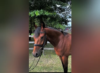 German Riding Pony, Gelding, 4 years, 14,1 hh, Brown