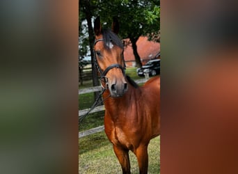 German Riding Pony, Gelding, 4 years, 14,1 hh, Brown