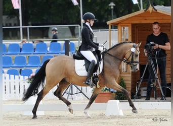 German Riding Pony, Gelding, 4 years, 14,1 hh, Buckskin