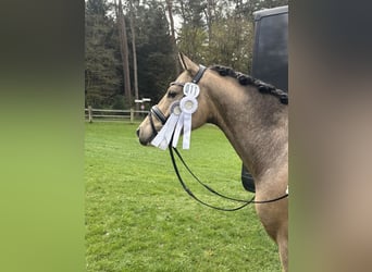German Riding Pony, Gelding, 4 years, 14,1 hh, Buckskin