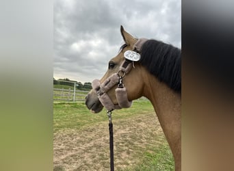 German Riding Pony, Gelding, 4 years, 14,1 hh, Buckskin