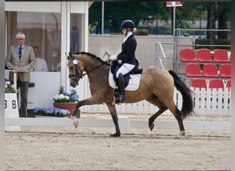 German Riding Pony, Gelding, 4 years, 14,1 hh, Buckskin