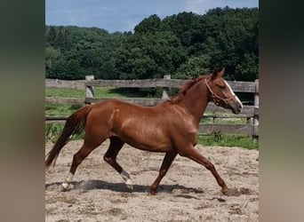 German Riding Pony, Gelding, 4 years, 14,1 hh, Chestnut-Red