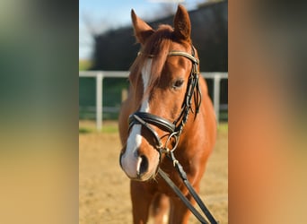 German Riding Pony, Gelding, 4 years, 14,1 hh, Chestnut-Red