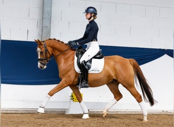 German Riding Pony, Gelding, 4 years, 14,1 hh, Chestnut-Red
