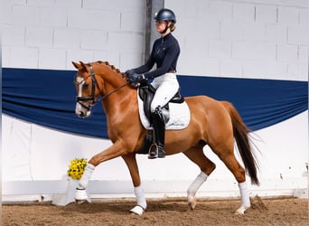 German Riding Pony, Gelding, 4 years, 14,1 hh, Chestnut-Red