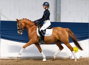 German Riding Pony, Gelding, 4 years, 14,1 hh, Chestnut-Red