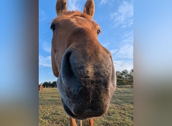 German Riding Pony, Gelding, 4 years, 14,1 hh, Chestnut-Red