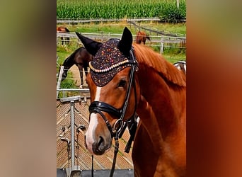 German Riding Pony, Gelding, 4 years, 14,1 hh, Chestnut-Red