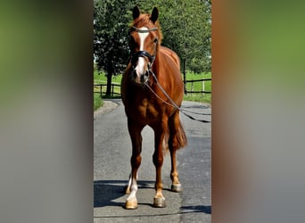 German Riding Pony, Gelding, 4 years, 14,1 hh, Chestnut-Red