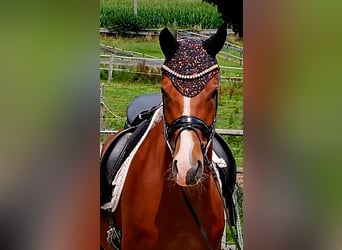 German Riding Pony, Gelding, 4 years, 14,1 hh, Chestnut-Red