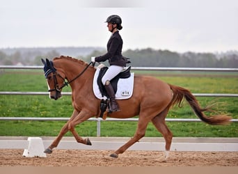 German Riding Pony, Gelding, 4 years, 14,1 hh, Chestnut-Red