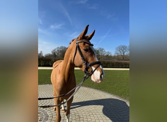 German Riding Pony, Gelding, 4 years, 14,1 hh, Chestnut-Red