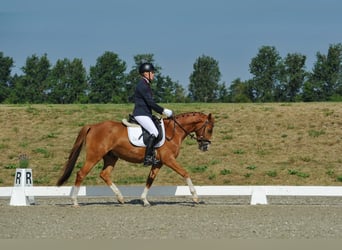 German Riding Pony, Gelding, 4 years, 14,1 hh, Chestnut-Red