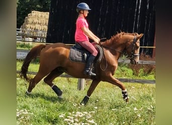 German Riding Pony, Gelding, 4 years, 14,1 hh, Chestnut-Red