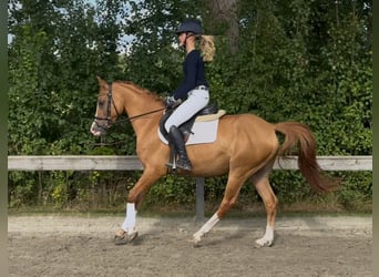 German Riding Pony, Gelding, 4 years, 14,1 hh, Chestnut-Red