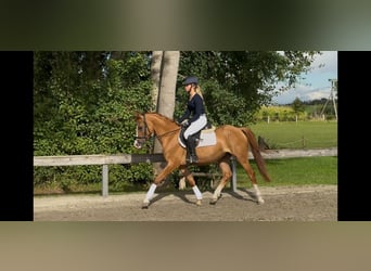 German Riding Pony, Gelding, 4 years, 14,1 hh, Chestnut-Red
