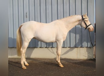 German Riding Pony, Gelding, 4 years, 14,1 hh, Cremello