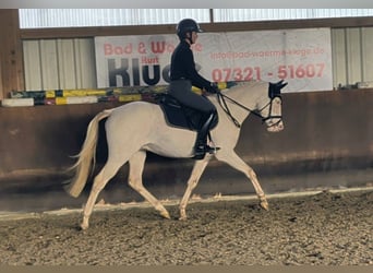 German Riding Pony, Gelding, 4 years, 14,1 hh, Cremello