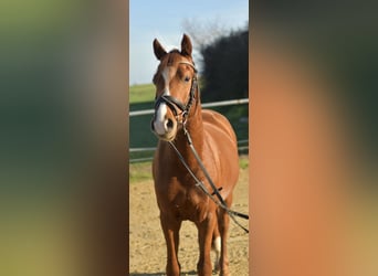 German Riding Pony, Gelding, 4 years, 14,1 hh