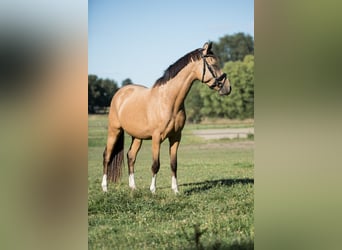 German Riding Pony, Gelding, 4 years, 14,1 hh, Dun
