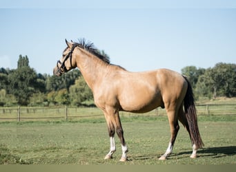 German Riding Pony, Gelding, 4 years, 14,1 hh, Dun