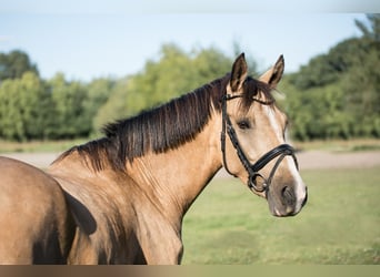 German Riding Pony, Gelding, 4 years, 14,1 hh, Dun