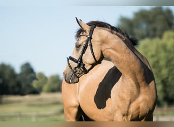 German Riding Pony, Gelding, 4 years, 14,1 hh, Dun