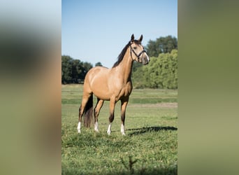 German Riding Pony, Gelding, 4 years, 14,1 hh, Dun