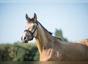 German Riding Pony, Gelding, 4 years, 14,1 hh, Dun