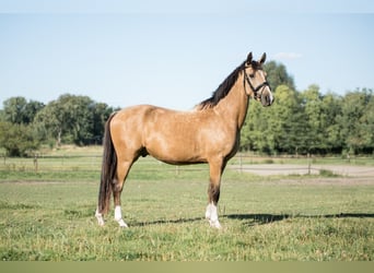 German Riding Pony, Gelding, 4 years, 14,1 hh, Dun