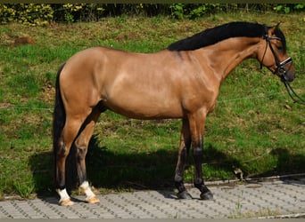 German Riding Pony, Gelding, 4 years, 14,1 hh, Dun