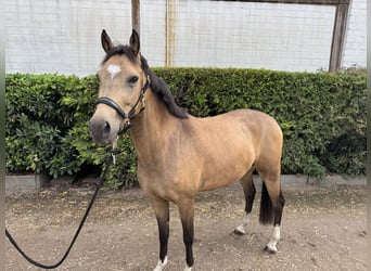 German Riding Pony, Gelding, 4 years, 14,1 hh, Dun