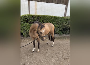 German Riding Pony, Gelding, 4 years, 14,1 hh, Dun