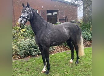 German Riding Pony, Gelding, 4 years, 14,1 hh, Grey-Dark-Tan