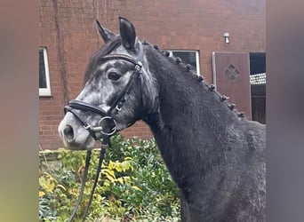 German Riding Pony, Gelding, 4 years, 14,1 hh, Grey-Dark-Tan