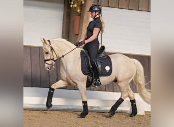 German Riding Pony, Gelding, 4 years, 14,1 hh, Palomino