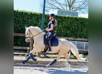 German Riding Pony, Gelding, 4 years, 14,1 hh, Palomino
