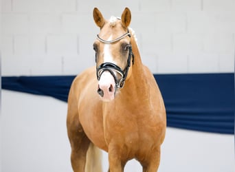 German Riding Pony, Gelding, 4 years, 14,1 hh, Palomino