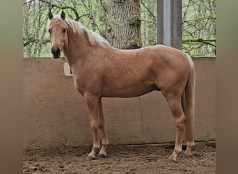 German Riding Pony, Gelding, 4 years, 14,1 hh, Palomino