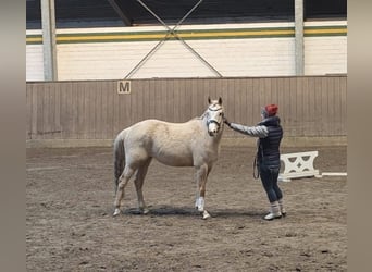 German Riding Pony, Gelding, 4 years, 14,1 hh, Palomino